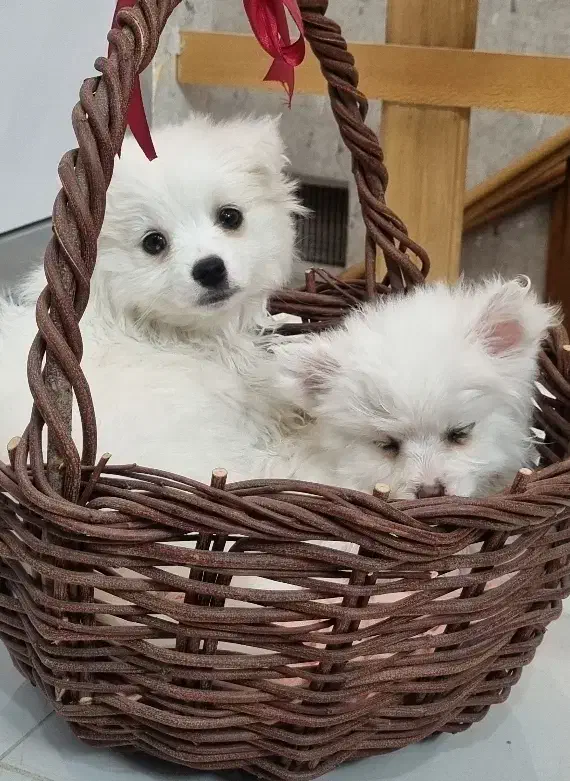 پامر،پامرانین، پامرین|سگ|اصفهان, عمان سامانی|دیوار