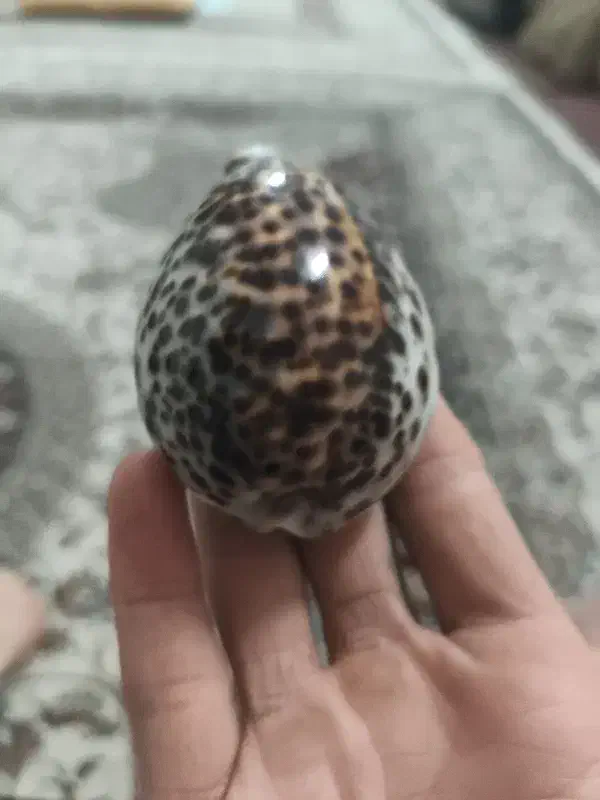 تزئینات|کلکسیون اشیاء عتیقه|کرج, حصارک پایین|دیوار