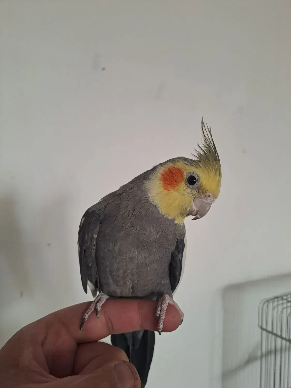 عروس هلندی|پرنده|شیراز, صاحب الزمان|دیوار