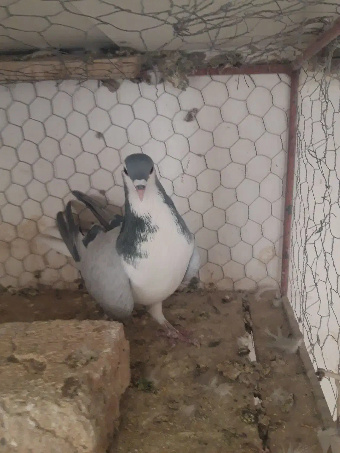 کفتر دمگیر|پرنده|اصفهان, سرچشمه|دیوار