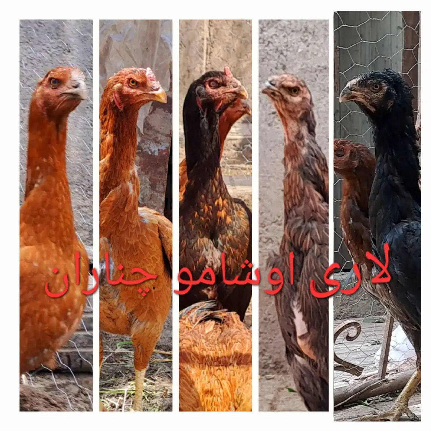 تخم مرغ نطفه دار لاری اوشامو افغان|حیوانات مزرعه|چناران, |دیوار