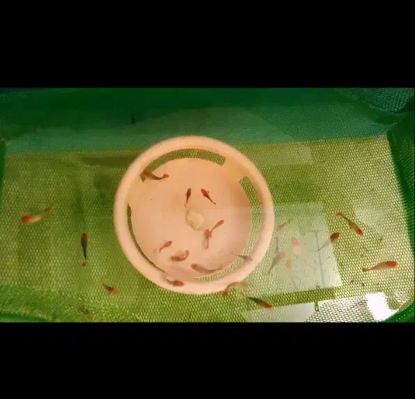 گوپی کوی بالن مولد گرید b|ماهی|تهران, زعفرانیه|دیوار