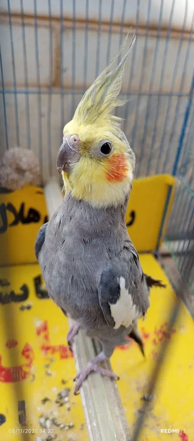 عروس هلندی نر سینامون سخنگو مولد دستی|پرنده|کوهدشت, |دیوار