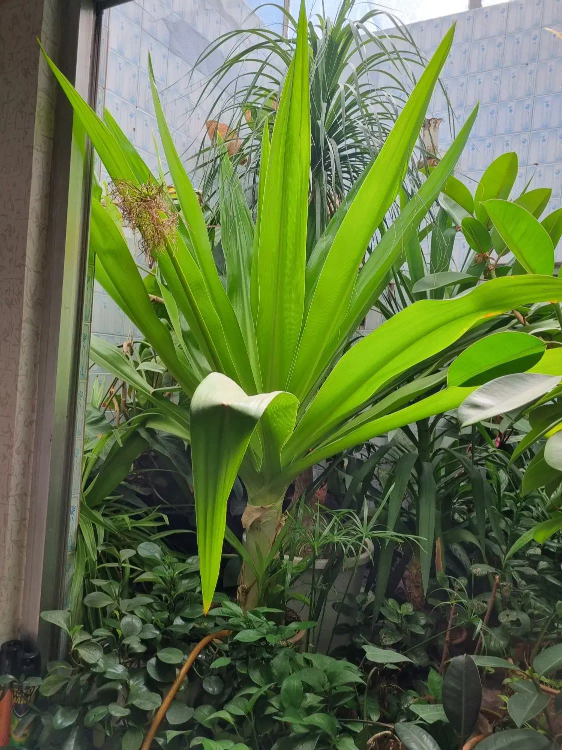 سوسن عنکبوتی|گل و گیاه طبیعی|ورامین, ورامین|دیوار