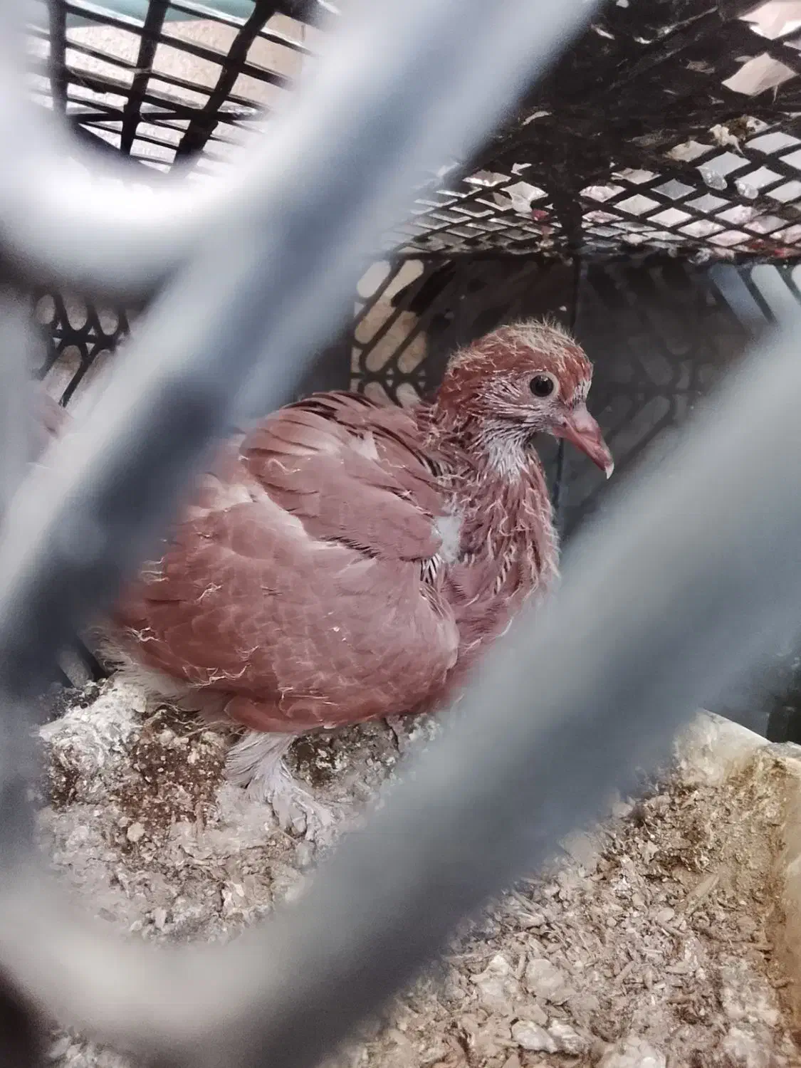 کبوتر|پرنده|محمدشهر, محمدشهر|دیوار