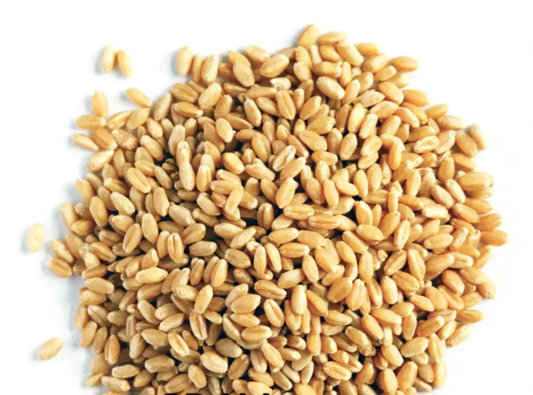 گندم دیم|لوازم جانبی حیوانات|شهرکرد, |دیوار