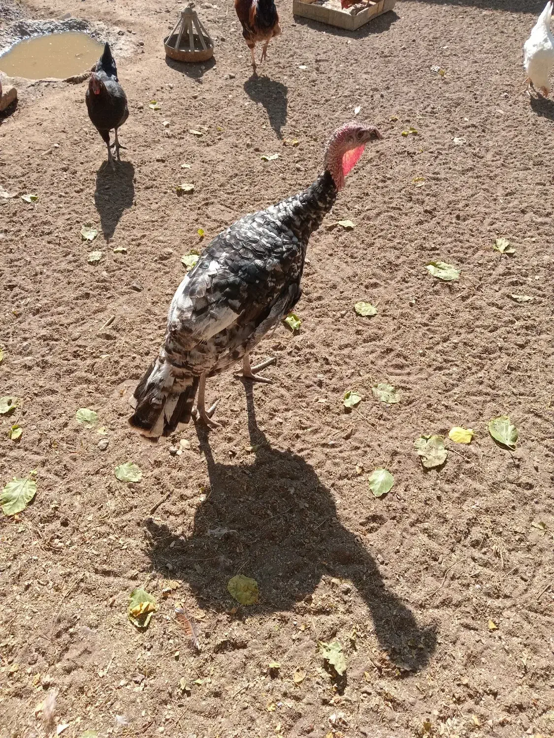 تعویض بوقلمون نرباماده|حیوانات مزرعه|مشهد, بهارستان|دیوار