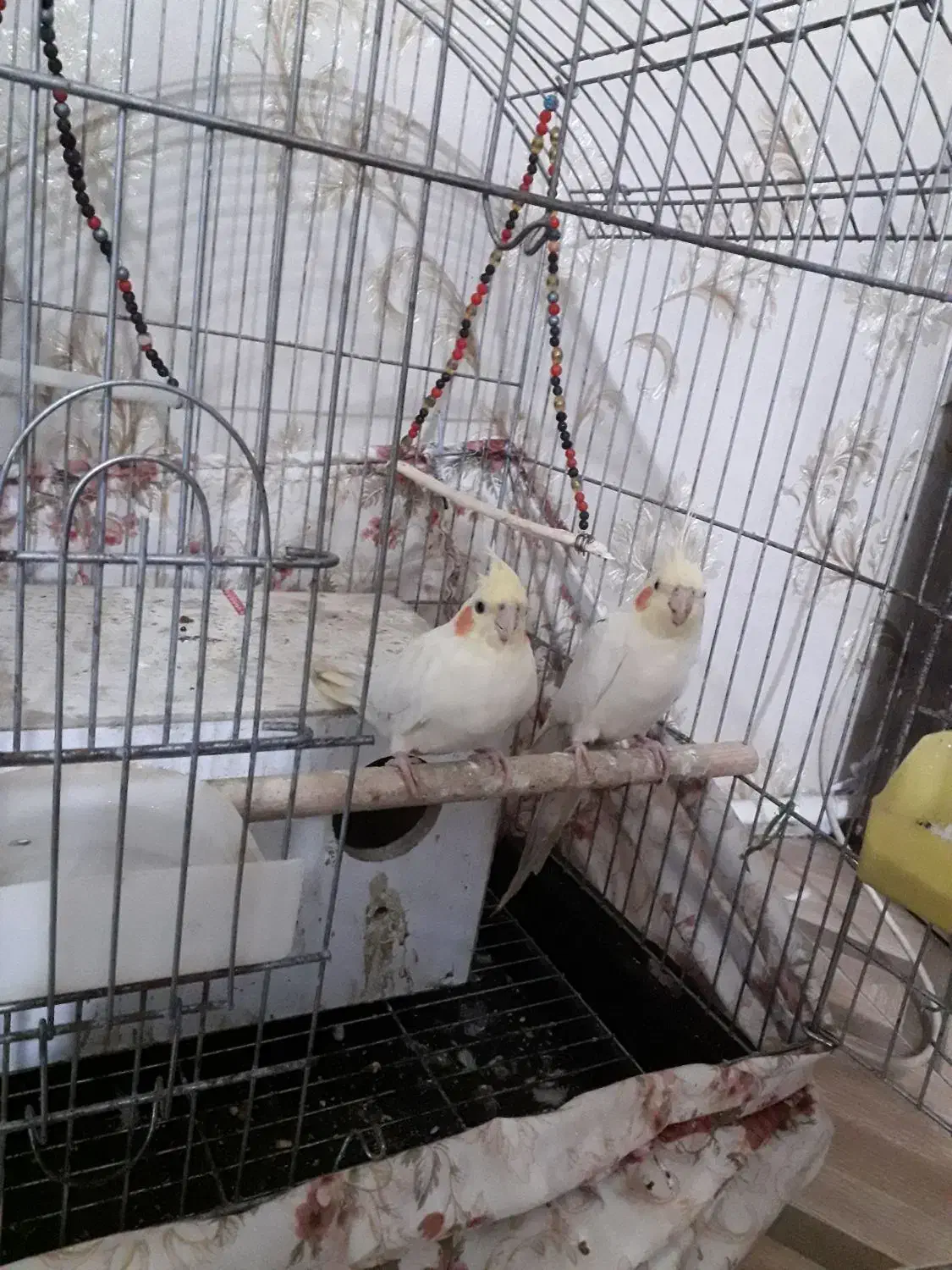 عروس هلندی جفت|پرنده|ری, شهرری|دیوار