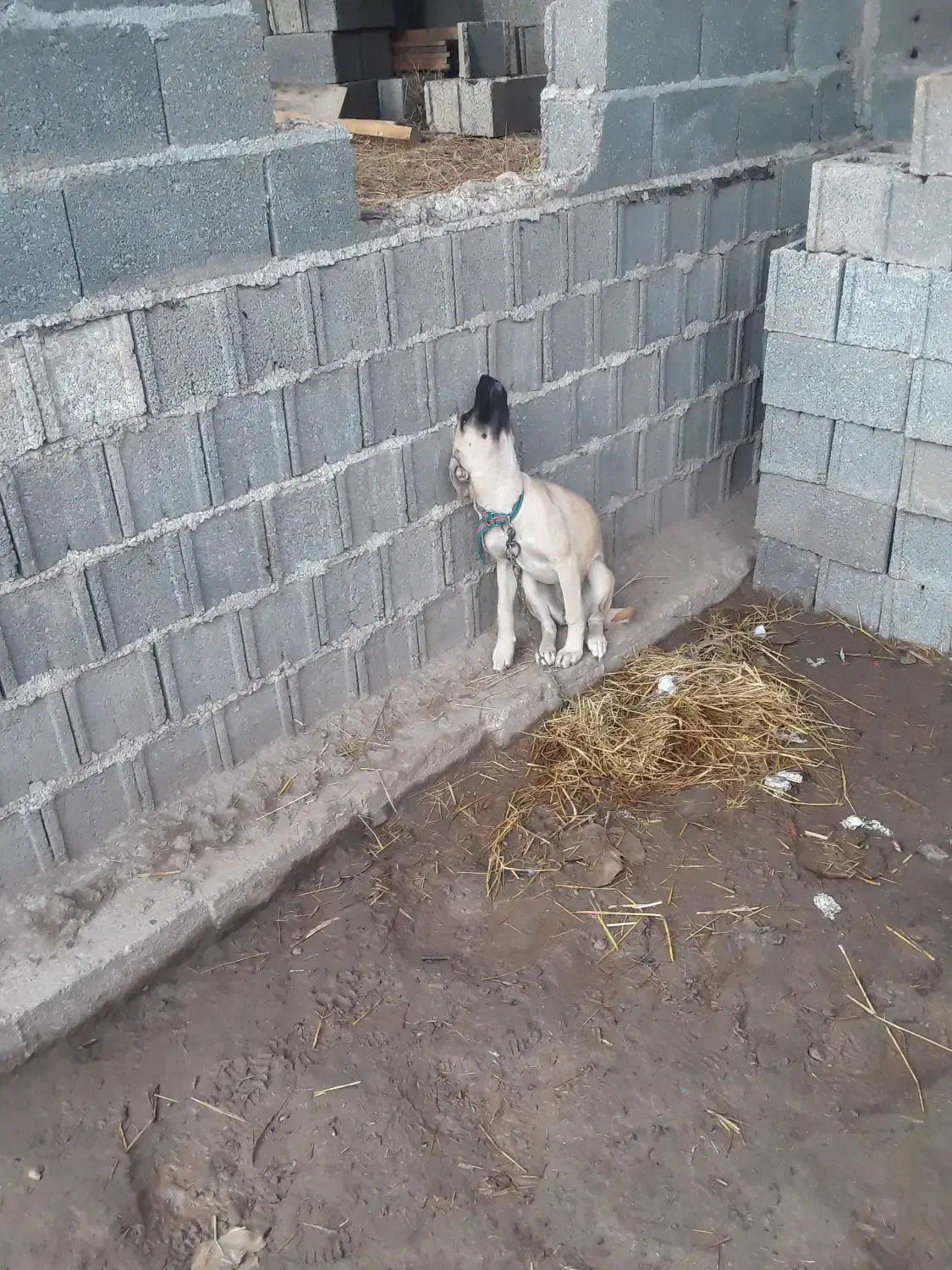 سگ سراب چهار ماهه ماده ۵۰۰ فوری|سگ|کوچصفهان, |دیوار