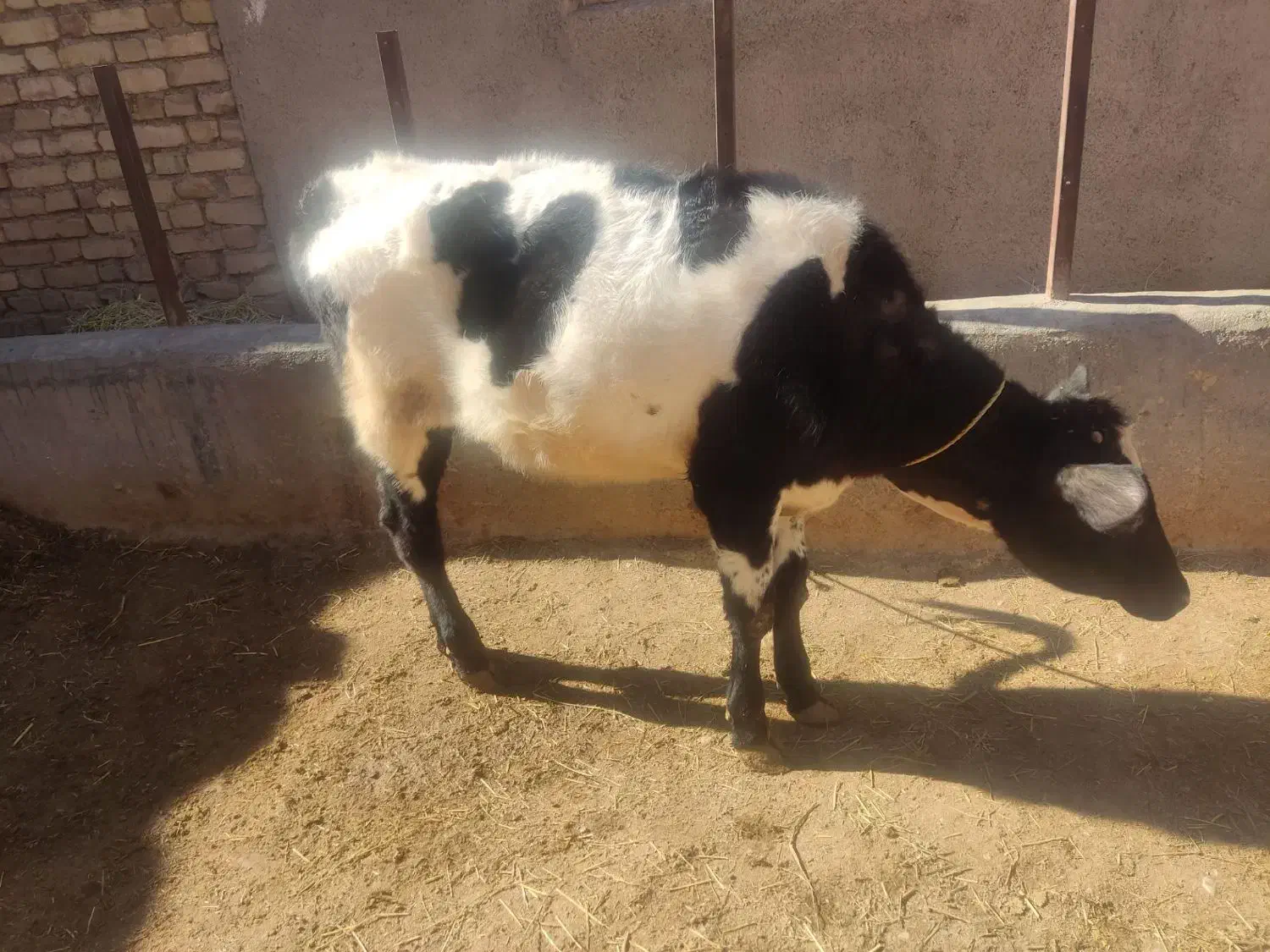 گاو|حیوانات مزرعه|زنجانرود, |دیوار