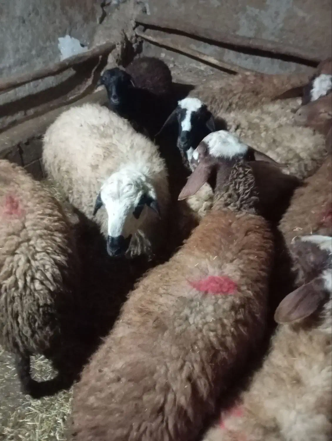 گوسفند داشتی|حیوانات مزرعه|کرمانشاه, |دیوار