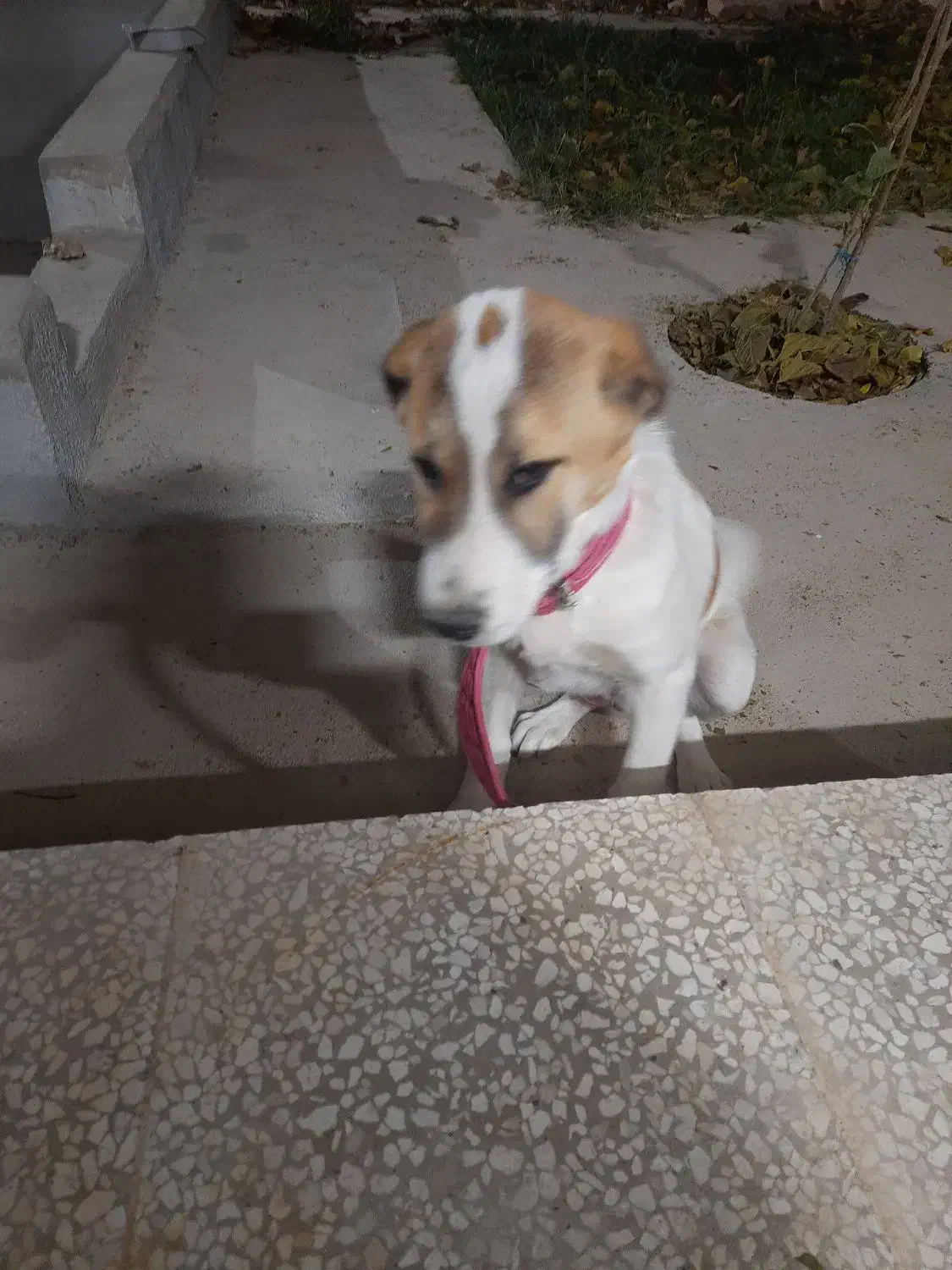 توله سگ ۶ماهه.جنسیت نر|سگ|بجنورد, |دیوار