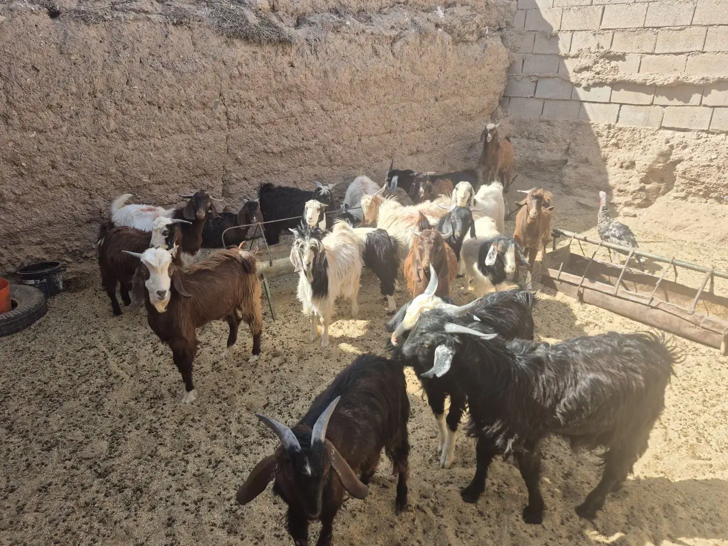 بزغاله دو رگ نیم گوشت|حیوانات مزرعه|بجستان, |دیوار