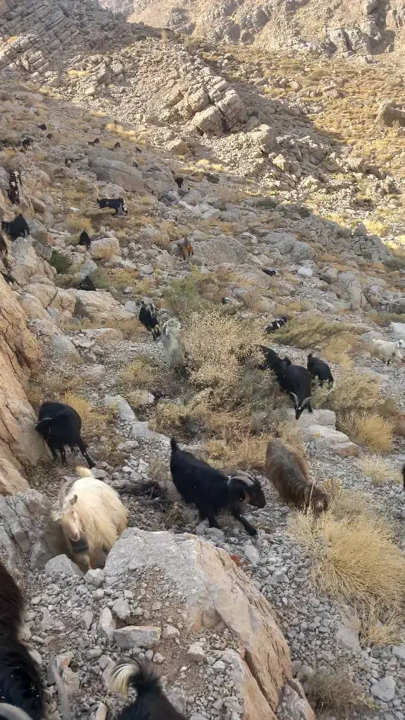 ۱۴راس بز جوان|حیوانات مزرعه|کوهدشت, |دیوار