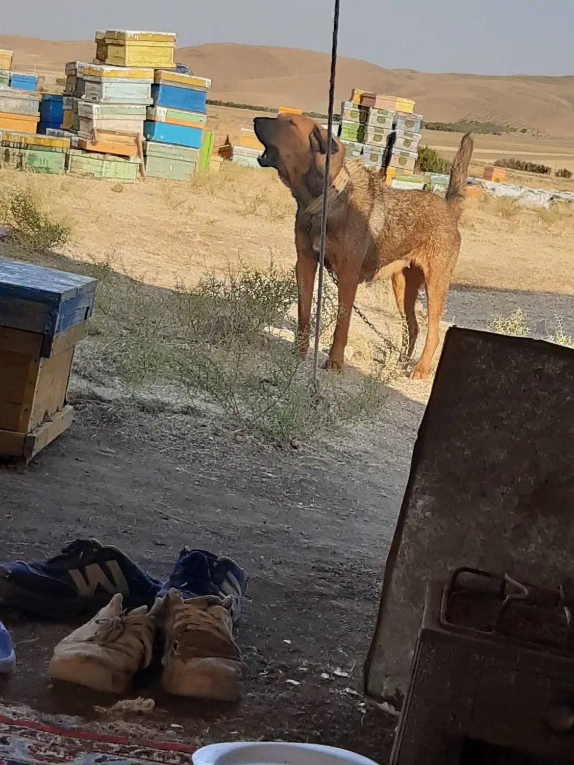 ماده پژدر|سگ|کرمانشاه, |دیوار