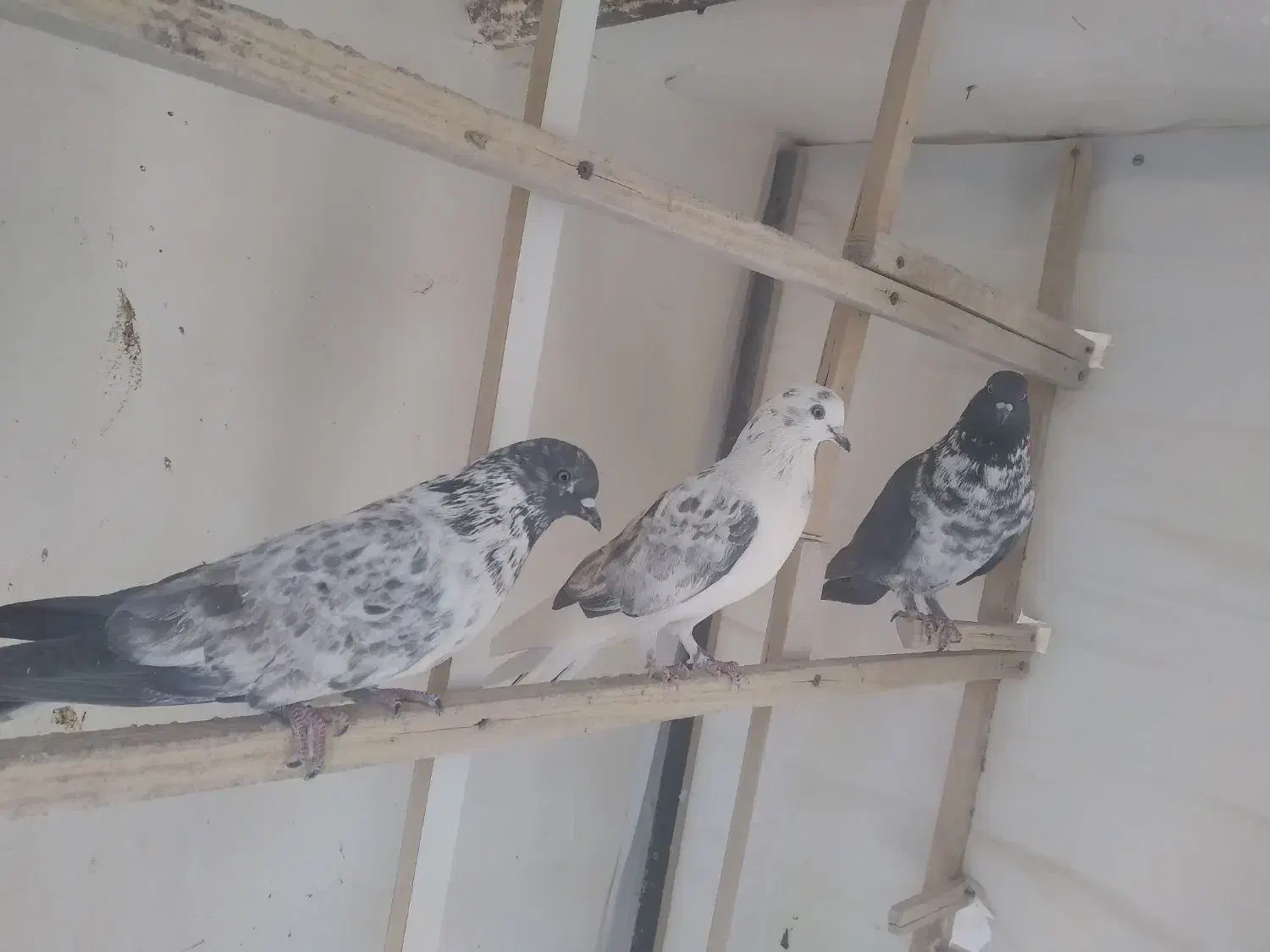 پرنده|پرنده|معصومیه, |دیوار