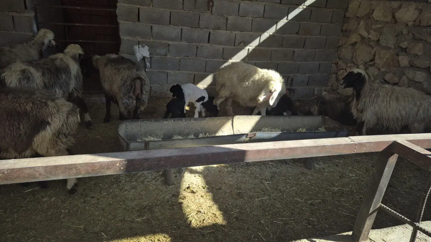 60راس میش جوان داشتی|حیوانات مزرعه|دهدشت, |دیوار