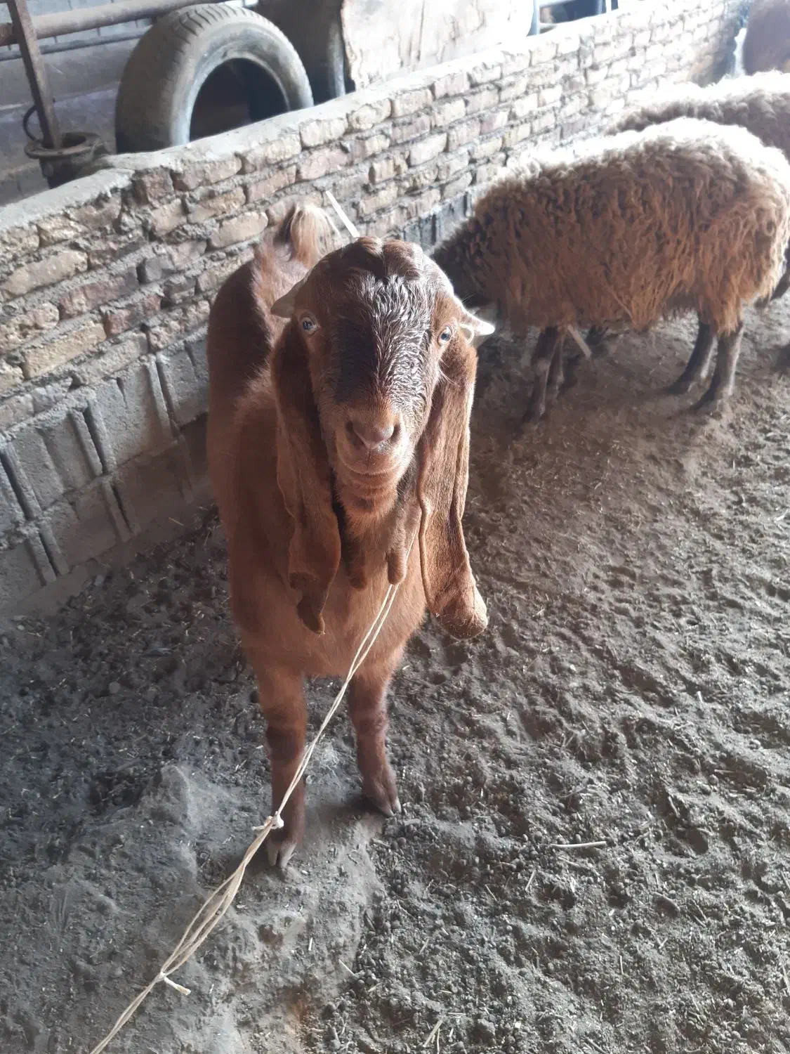 دبر پاکستانی|حیوانات مزرعه|شاهینشهر, گرگاب|دیوار