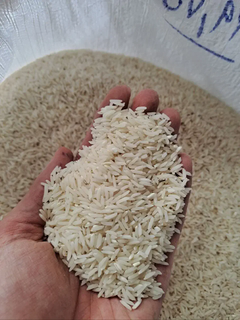 برنج طارم هاشمی کشت دوم|خوردنی و آشامیدنی|قائمشهر, |دیوار