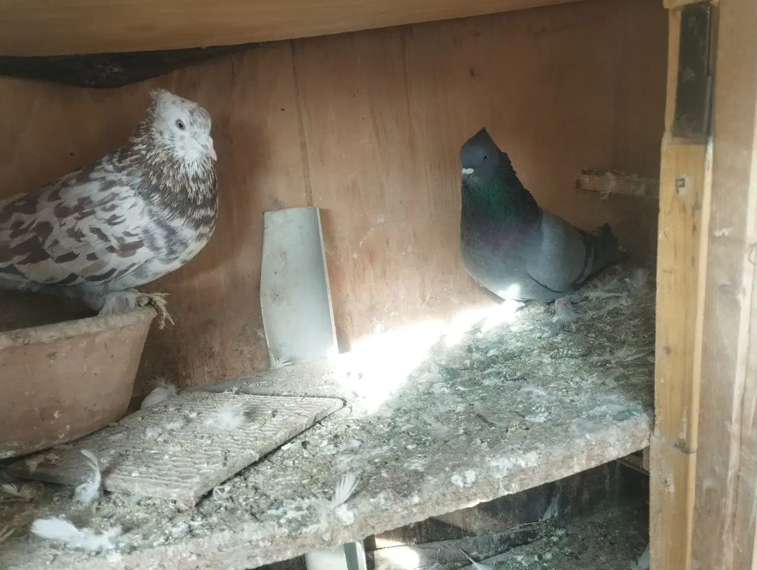 کفتر|حیوانات مزرعه|کرج, شهرک رضوانیه|دیوار