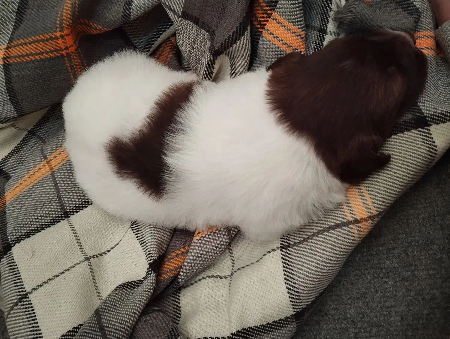 توله سگ|سگ|رشت, کوی طالقانی|دیوار