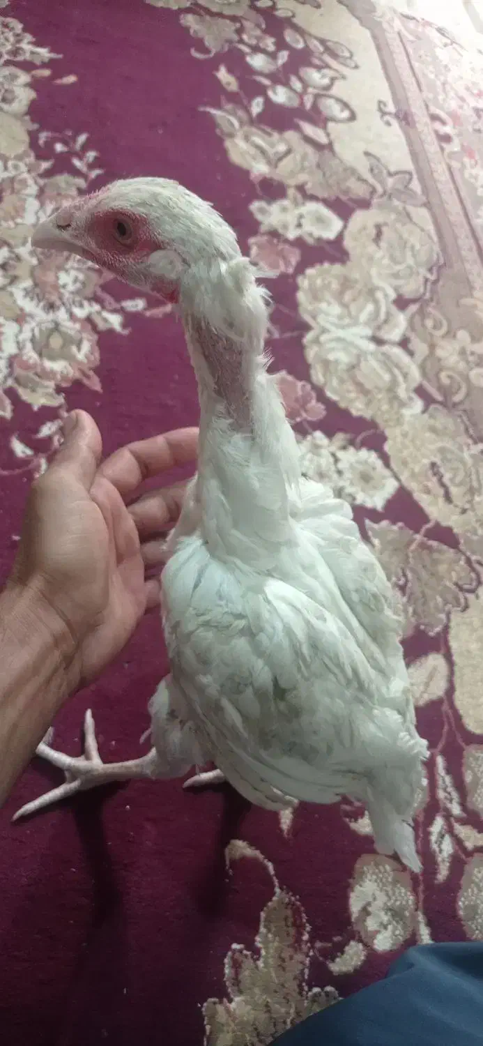 مرغ اصل لاری|حیوانات مزرعه|سراوان, |دیوار