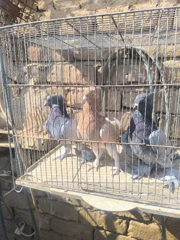 تعدادی کبوتر|پرنده|کاشان, پشت شهربانی|دیوار