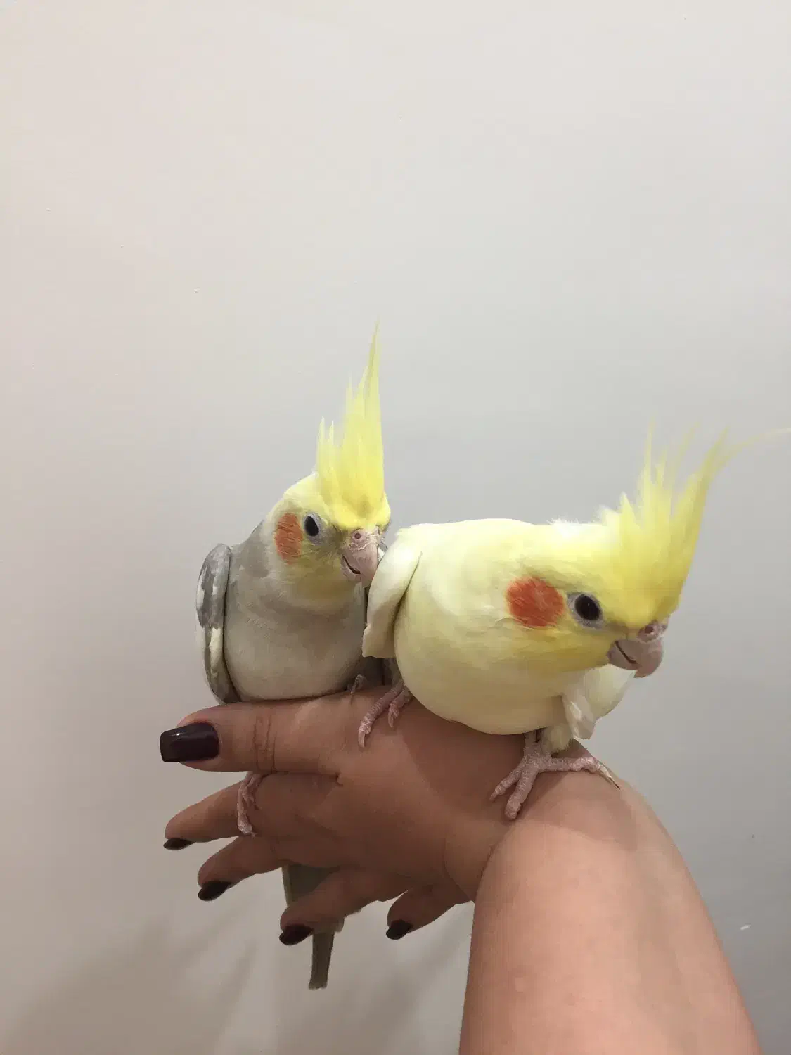 جفت نروماده سلامت و اماده ب تخم|پرنده|بوشهر, |دیوار