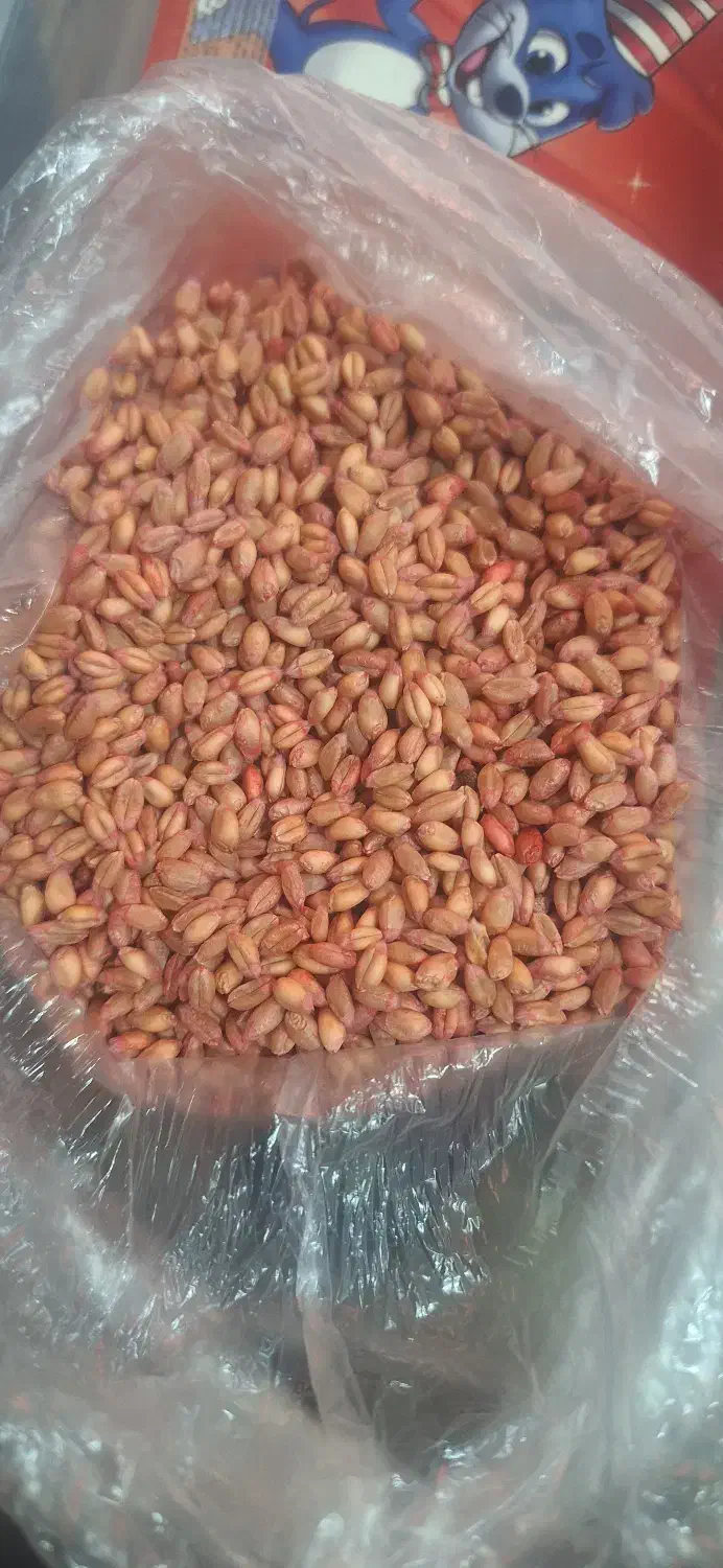 فروش گندم بذری پیشگام درجه ۱ وانواع کود شیمیایی|خدمات باغبانی و درختکاری|پیرانشهر, |دیوار