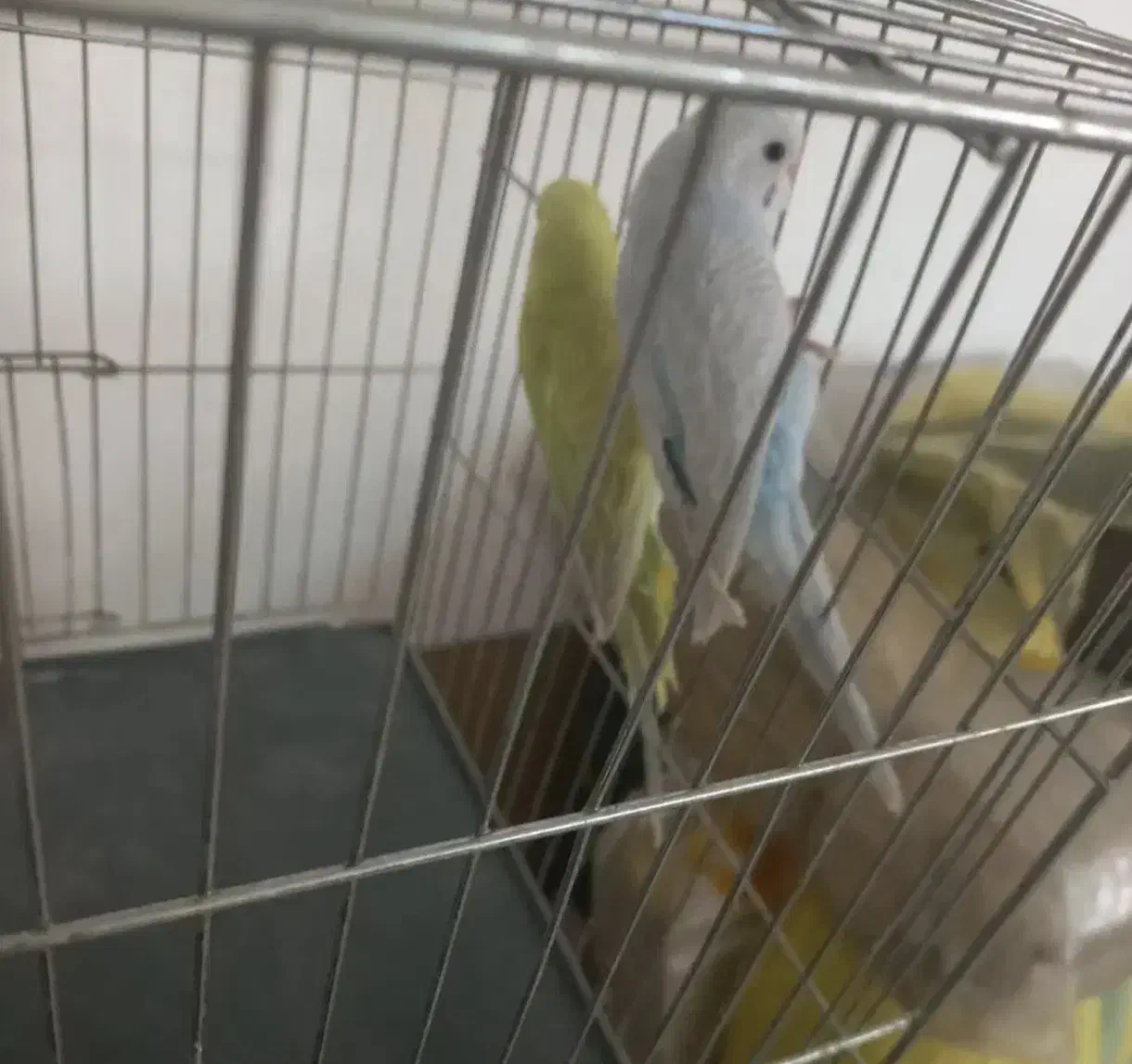 مرغ عشق|پرنده|بروجرد, |دیوار