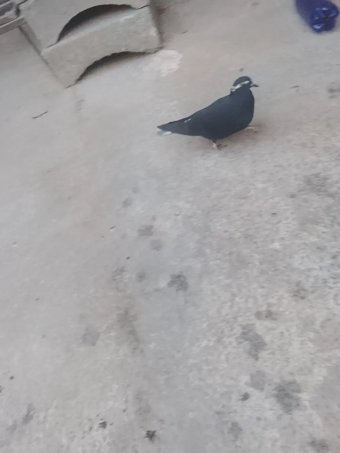 کفتر|پرنده|بناب, |دیوار