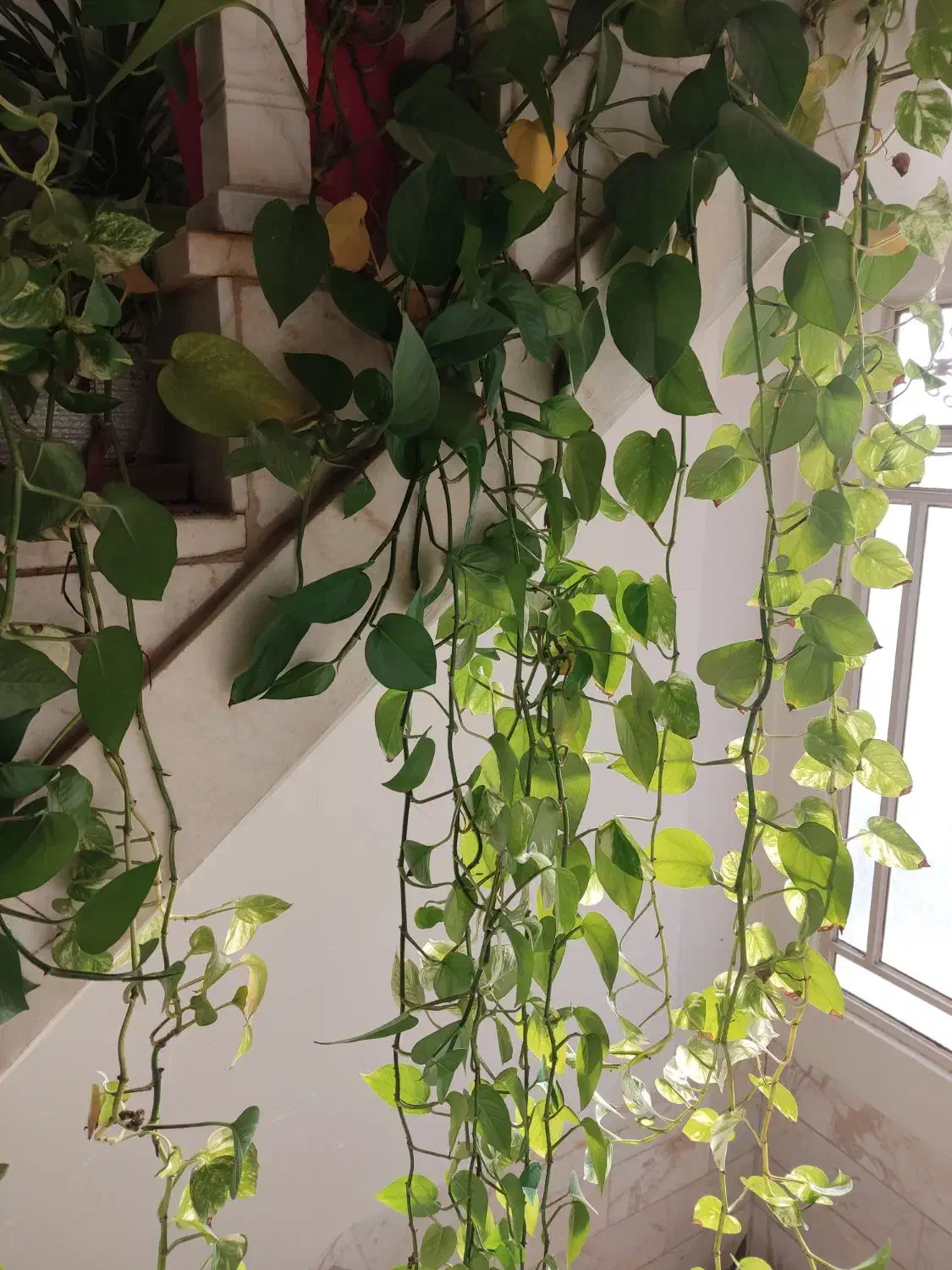 گل پتوس|گل و گیاه طبیعی|یزد, |دیوار