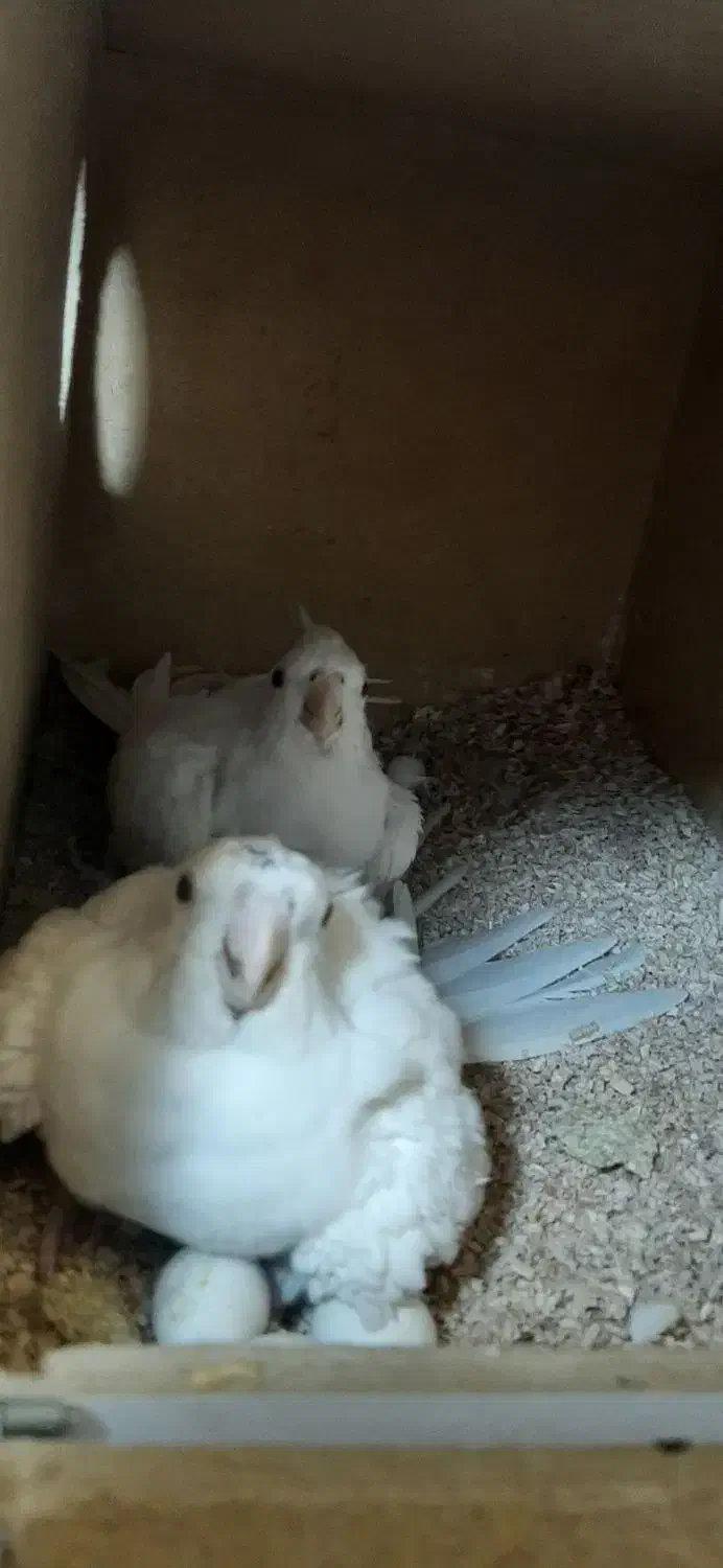 عروس هلندی آلبالو با جوجه|پرنده|نوشهر, |دیوار