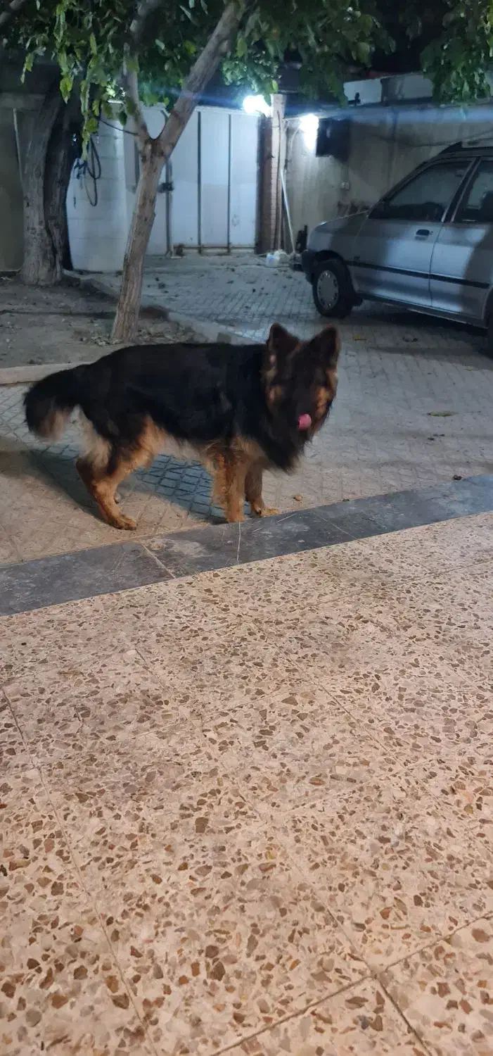 سگ ژرمن شولاین|سگ|شاهین‌شهر, حافظ شمالی|دیوار