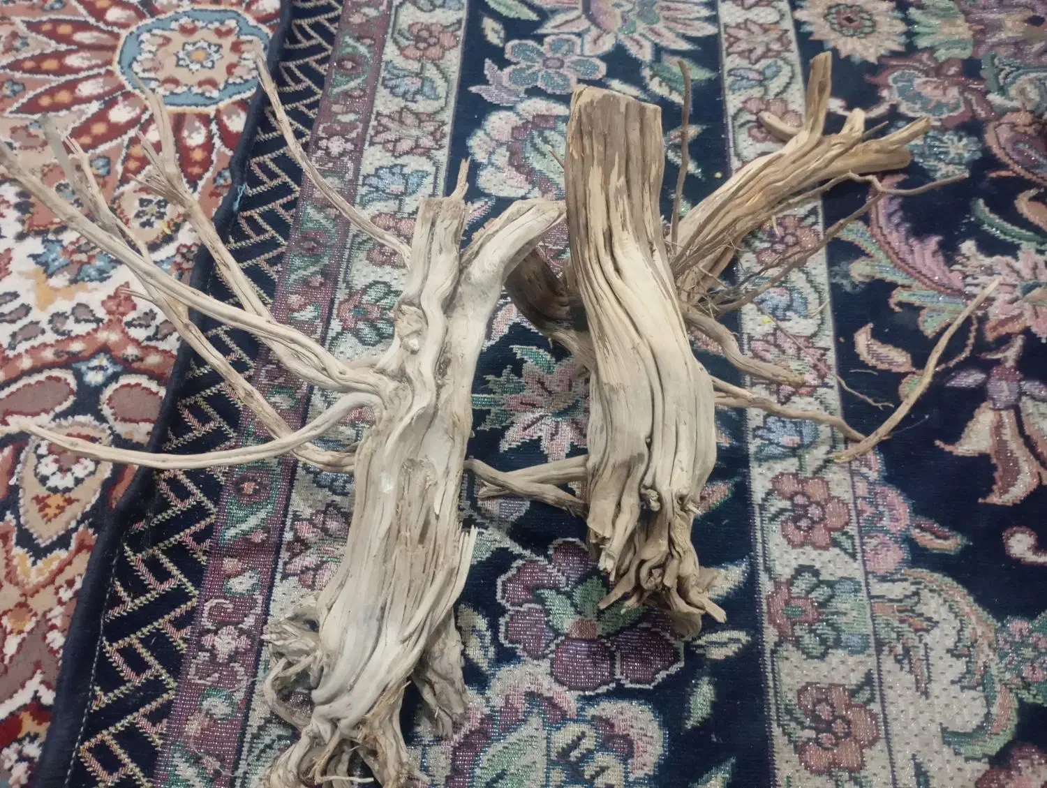 چوب آکواریوم|ماهی|کرمان, |دیوار