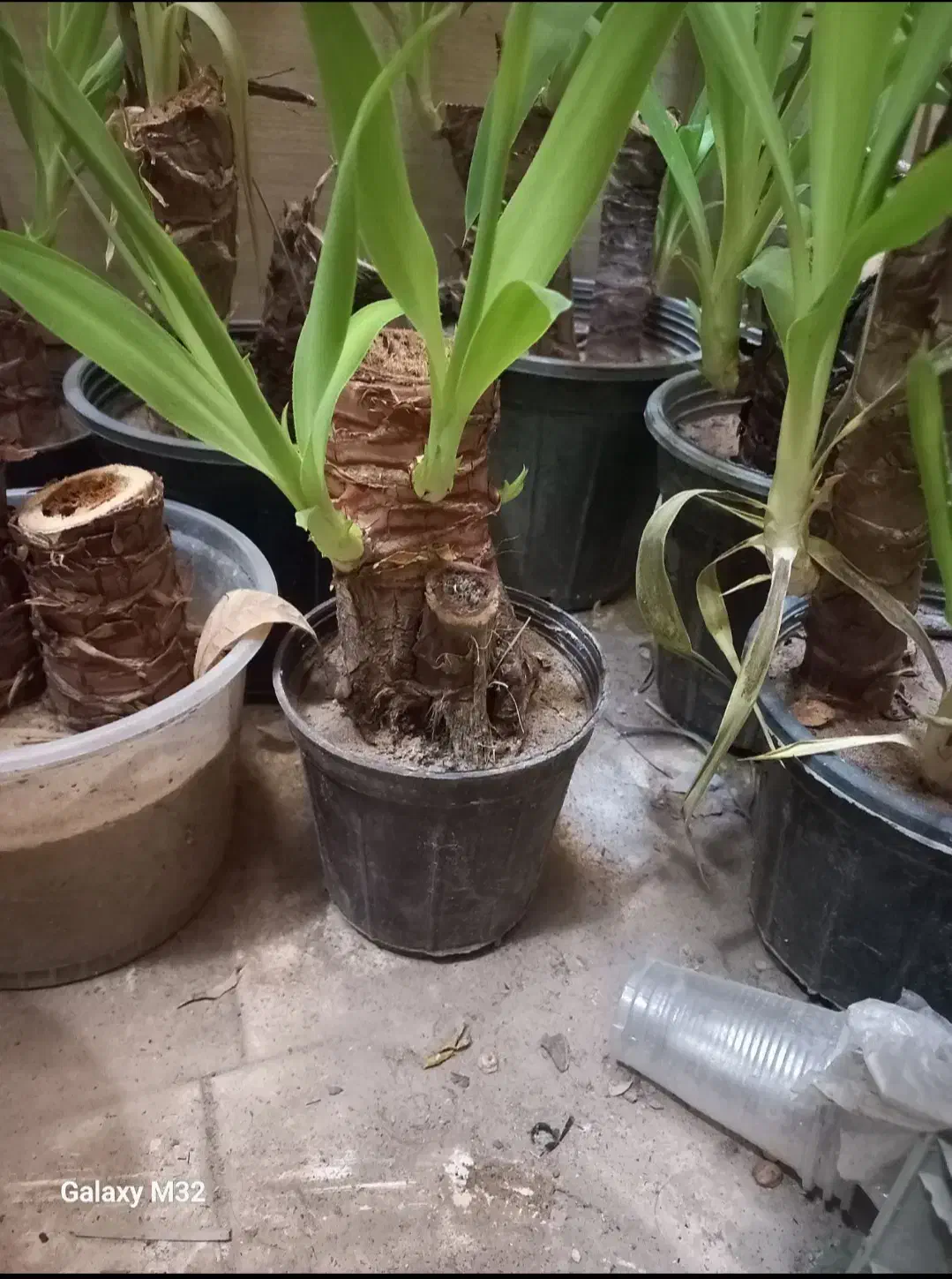 گل یوکا|گل و گیاه طبیعی|شادگان, |دیوار