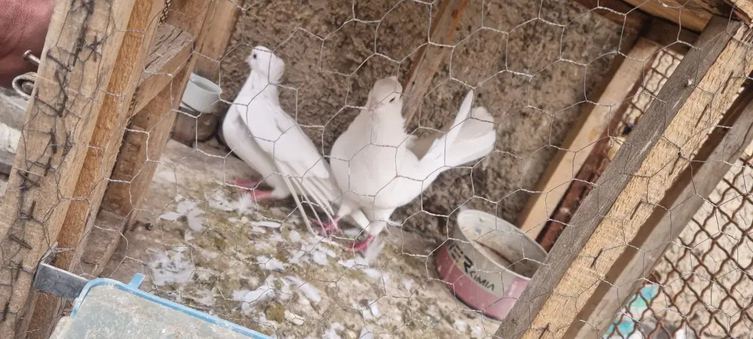 سفیدکاکلی|پرنده|خرمدره, |دیوار