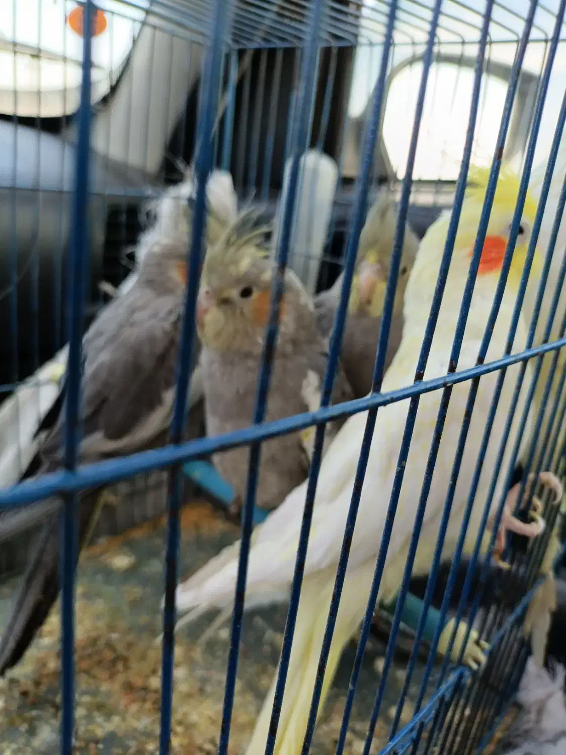 عروس هلندی سرحال|پرنده|شاهدشهر, |دیوار