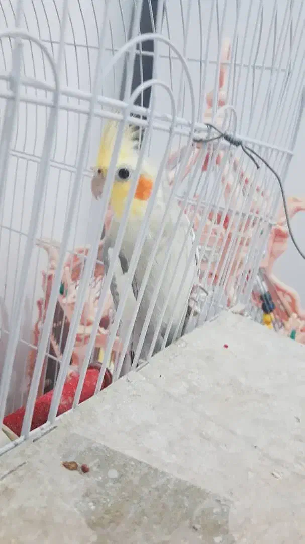 عروس هلندی نر|پرنده|دهلران, |دیوار