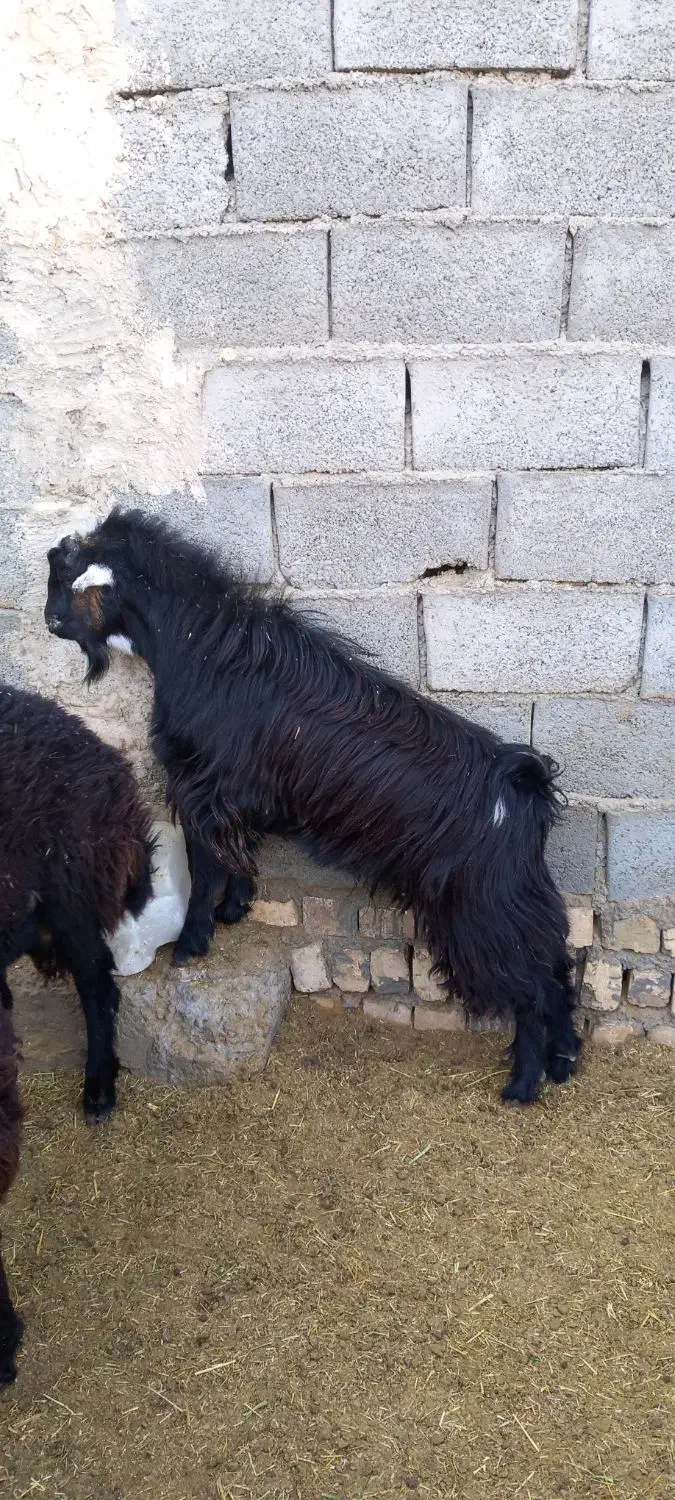 گوسفند .بره .شیشک .بزغاله|حیوانات مزرعه|قم, قلعه صدری|دیوار