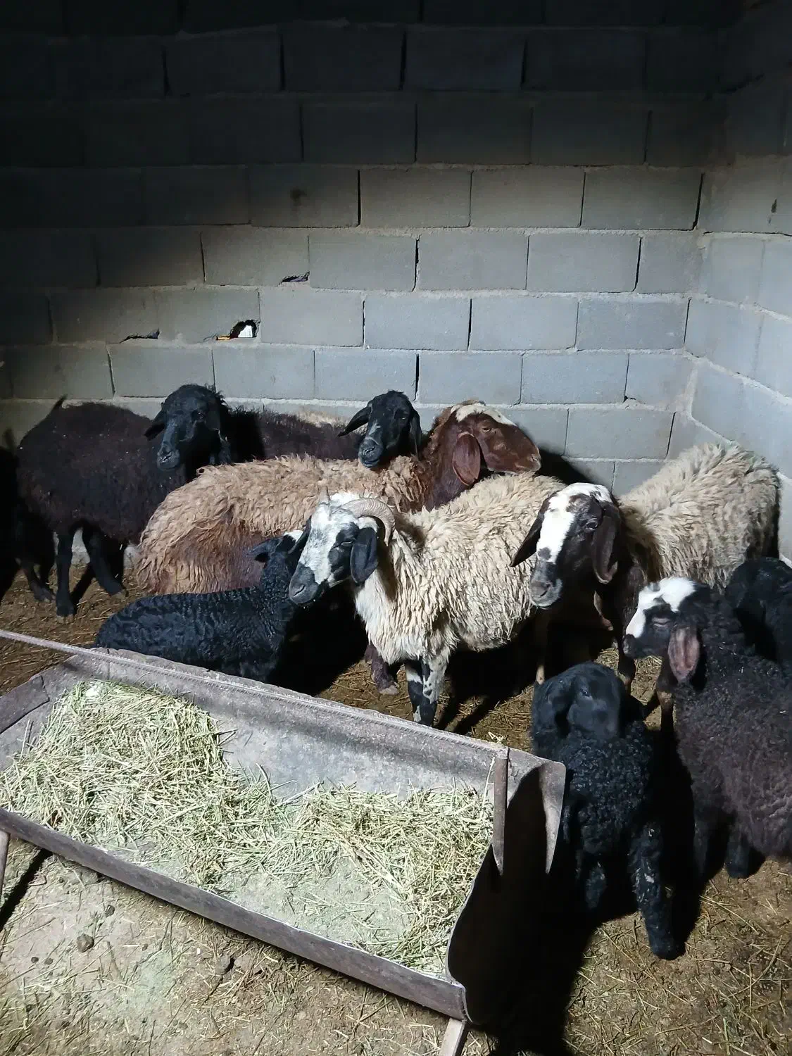 میش بره دار|حیوانات مزرعه|جوادآباد, |دیوار