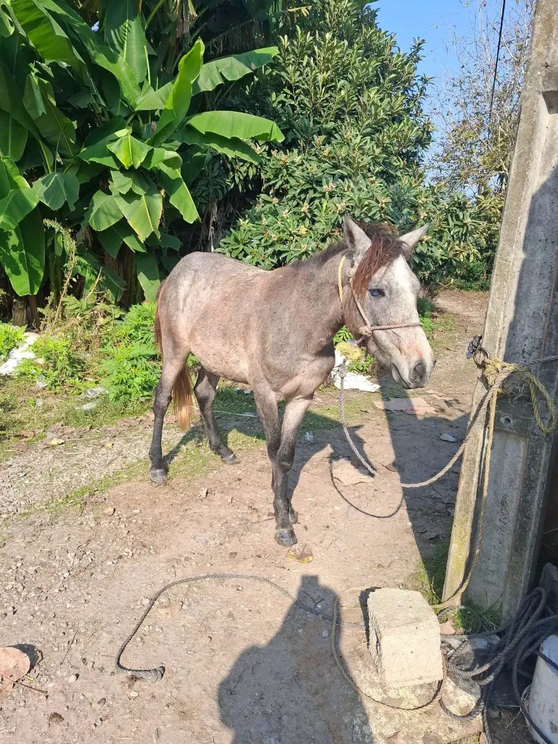 اسب نر بالغ|اسب و تجهیزات اسبسواری|سنگر, |دیوار