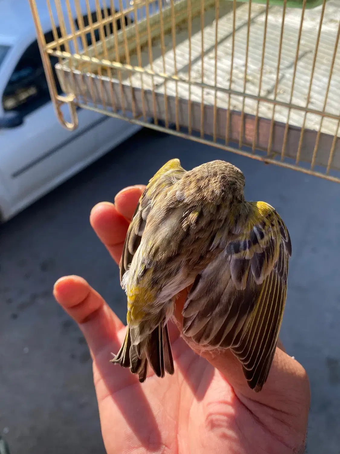 دو رگه گلبسر قناری|پرنده|مریوان, |دیوار