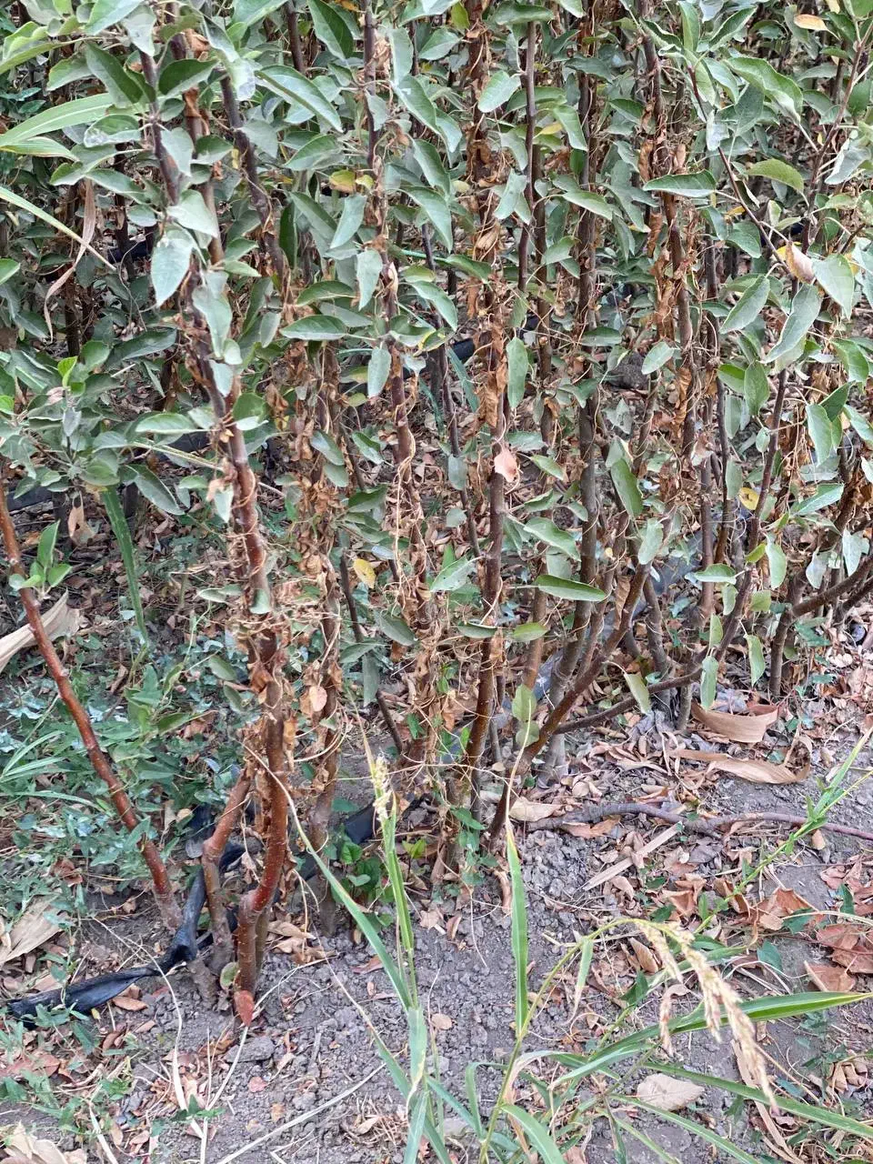 نهال های اصلاح شده ممتاز و شناسنامه دار|خدمات باغبانی و درختکاری|گرگان, |دیوار