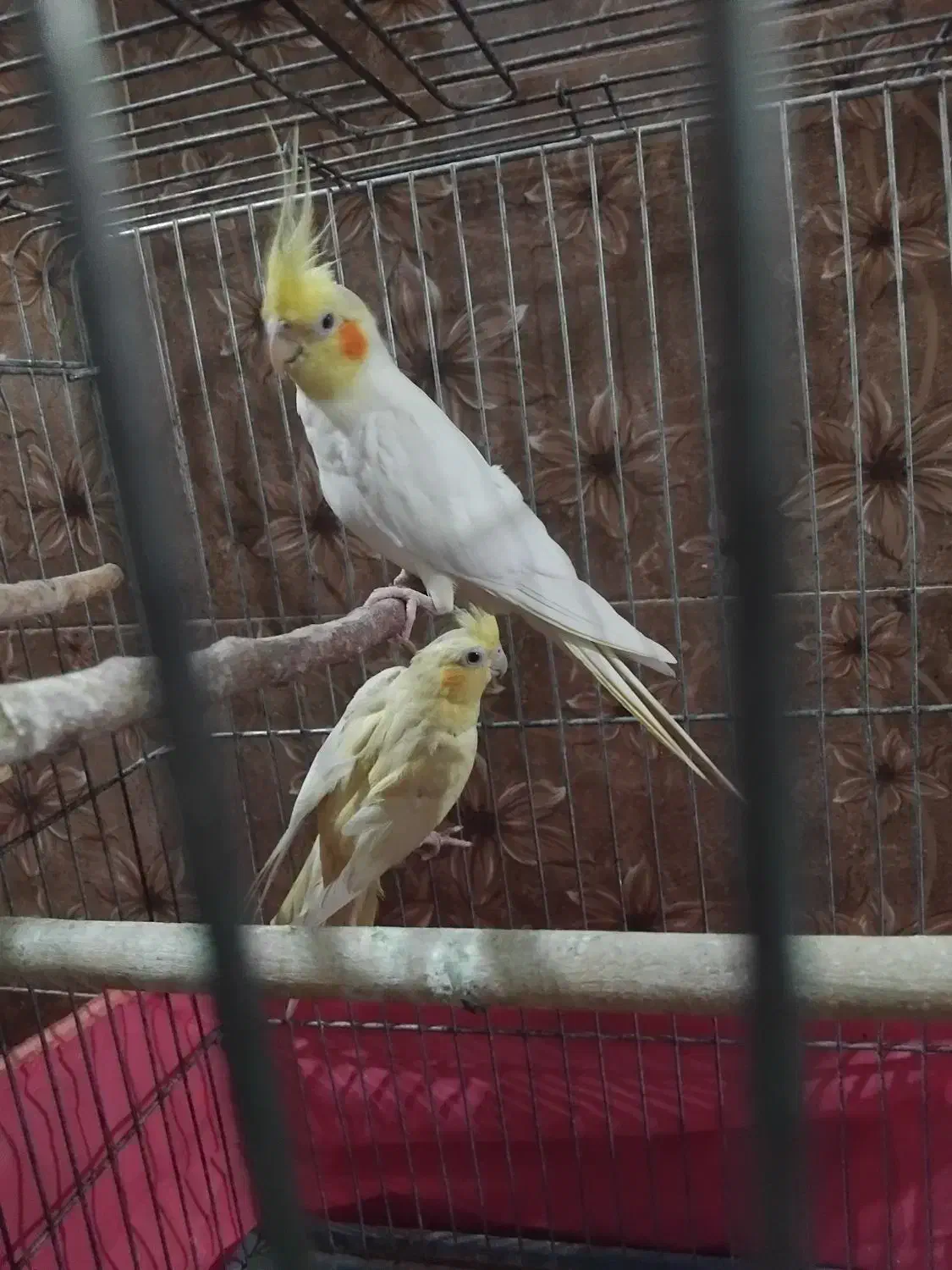 عروس هلندی|پرنده|پاکدشت, حصار امیر|دیوار