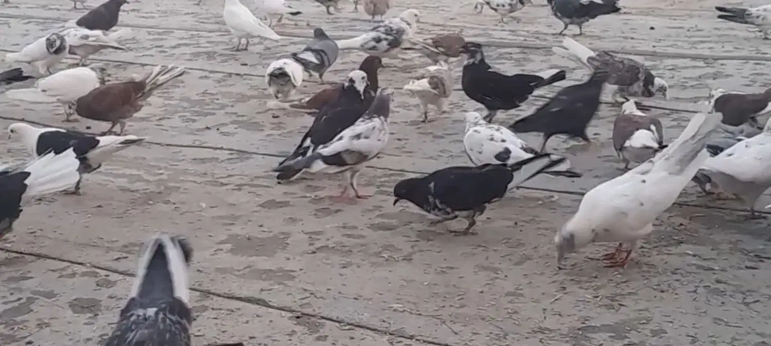 کبوتر گمشده|حیوانات|ملایر, |دیوار