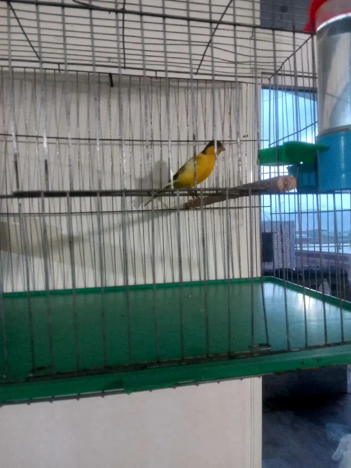 قناری نر جوان|پرنده|نهاوند, |دیوار