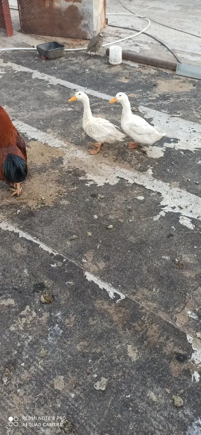 مرغ وخروس محلی|حیوانات مزرعه|مرودشت, گندم‎|دیوار