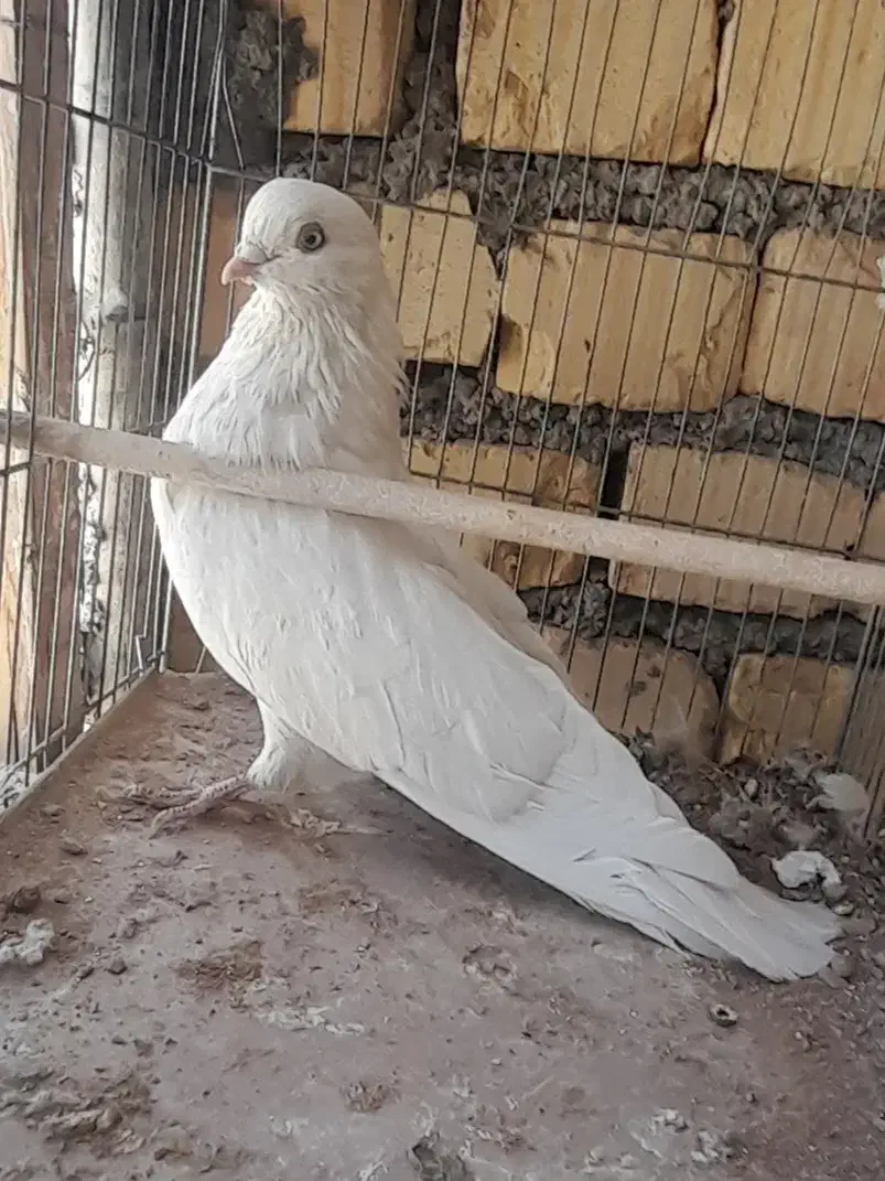 کبوتر|پرنده|داران, |دیوار