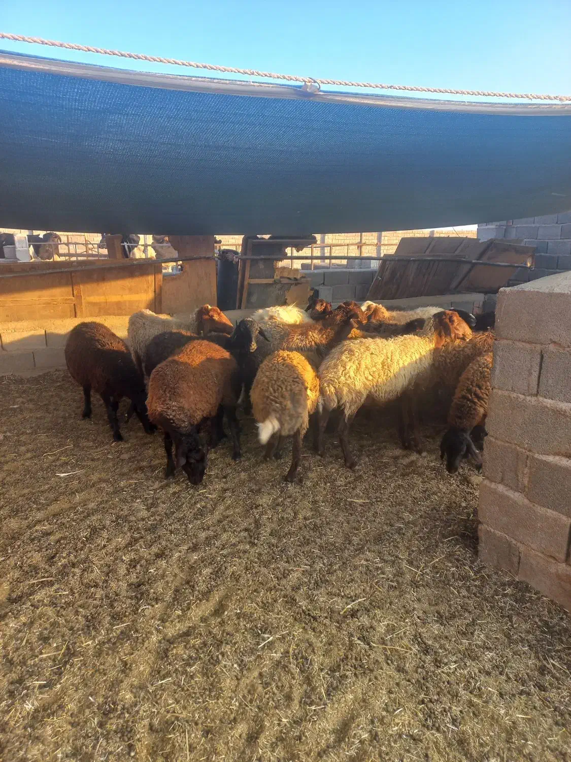 میش همو هترو|حیوانات مزرعه|کرمان, |دیوار